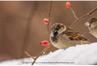 House Sparrow, image: Iordan Hristov, www.NatureMonitoring.com