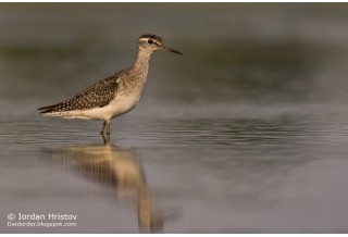 Wood Sandpiper Tringa glareola, image: Iordan Hristov http://danbirder.blogspot.com/