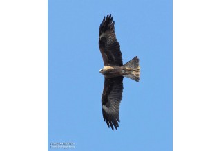 Black Kite, image: Iordan Hristov http://danbirder.blogspot.com/