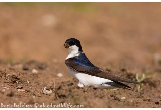 Градска лястовица (Delichon urbicum) Борис Белчев