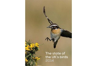 State of UK birds