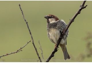 Испанско врабче, сн. Йордан Христов, www.NatureMonitoring.com