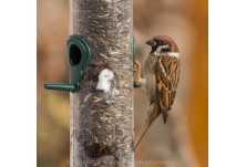 Tree Sparrow, image: Iordan Hristov, www.NatureMonitoring.com