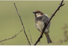Spanish Sparrow, image: Iordan Hristov, www.NatureMonitoring.com